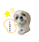 シー・ズー ハチ 2（個別スタンプ：10）