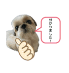シー・ズー ハチ 2（個別スタンプ：12）