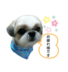 シー・ズー ハチ 2（個別スタンプ：13）