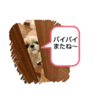 シー・ズー ハチ 2（個別スタンプ：15）
