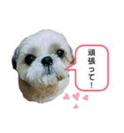 シー・ズー ハチ 2（個別スタンプ：17）