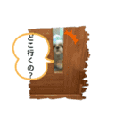シー・ズー ハチ 2（個別スタンプ：22）
