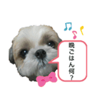 シー・ズー ハチ 2（個別スタンプ：24）