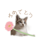 こじろう（アメショー×シャム）（個別スタンプ：2）