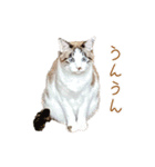 こじろう（アメショー×シャム）（個別スタンプ：4）