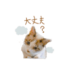 こじろう（アメショー×シャム）（個別スタンプ：12）
