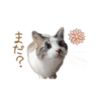 こじろう（アメショー×シャム）（個別スタンプ：14）