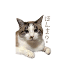 こじろう（アメショー×シャム）（個別スタンプ：16）