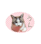 こじろう（アメショー×シャム）（個別スタンプ：22）