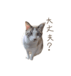 こじろう（アメショー×シャム）（個別スタンプ：29）