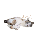こじろう（アメショー×シャム）（個別スタンプ：32）