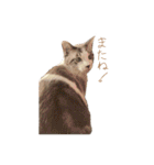 こじろう（アメショー×シャム）（個別スタンプ：40）