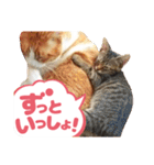 可愛い猫の言葉（個別スタンプ：1）