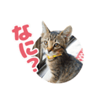 可愛い猫の言葉（個別スタンプ：3）