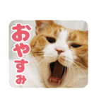 可愛い猫の言葉（個別スタンプ：6）