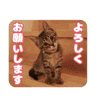 可愛い猫の言葉（個別スタンプ：8）