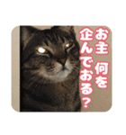 可愛い猫の言葉（個別スタンプ：9）