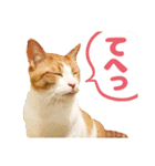 可愛い猫の言葉（個別スタンプ：12）