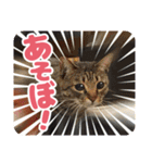 可愛い猫の言葉（個別スタンプ：13）