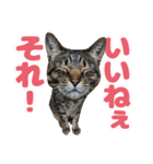 可愛い猫の言葉（個別スタンプ：14）