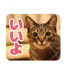 可愛い猫の言葉（個別スタンプ：15）