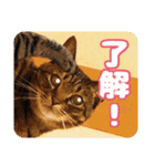 可愛い猫の言葉（個別スタンプ：17）