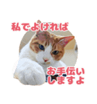 可愛い猫の言葉（個別スタンプ：19）