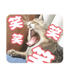 可愛い猫の言葉（個別スタンプ：20）