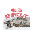 可愛い猫の言葉（個別スタンプ：21）