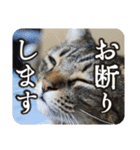 可愛い猫の言葉（個別スタンプ：22）