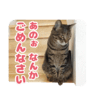 可愛い猫の言葉（個別スタンプ：24）