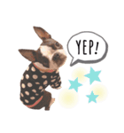 ボストンテリア yep！（個別スタンプ：1）
