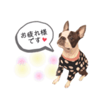 ボストンテリア yep！（個別スタンプ：2）