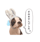 ボストンテリア yep！（個別スタンプ：3）