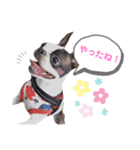 ボストンテリア yep！（個別スタンプ：5）