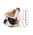 ボストンテリア yep！（個別スタンプ：6）
