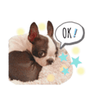 ボストンテリア yep！（個別スタンプ：7）