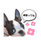 ボストンテリア yep！（個別スタンプ：10）