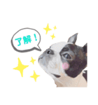 ボストンテリア yep！（個別スタンプ：13）