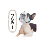 ボストンテリア yep！（個別スタンプ：14）