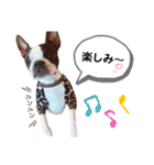ボストンテリア yep！（個別スタンプ：16）