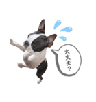 ボストンテリア yep！（個別スタンプ：19）