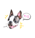 ボストンテリア yep！（個別スタンプ：22）