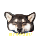 黒柴 梅さん2（個別スタンプ：3）