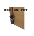 黒柴 梅さん2（個別スタンプ：16）