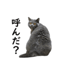 るん嬢の日常（個別スタンプ：16）