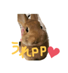 みそPスタンプ（個別スタンプ：3）