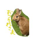 みそPスタンプ（個別スタンプ：8）