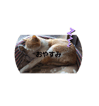 ごくう3（個別スタンプ：1）