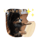 チワワのじゅんくん2（個別スタンプ：1）